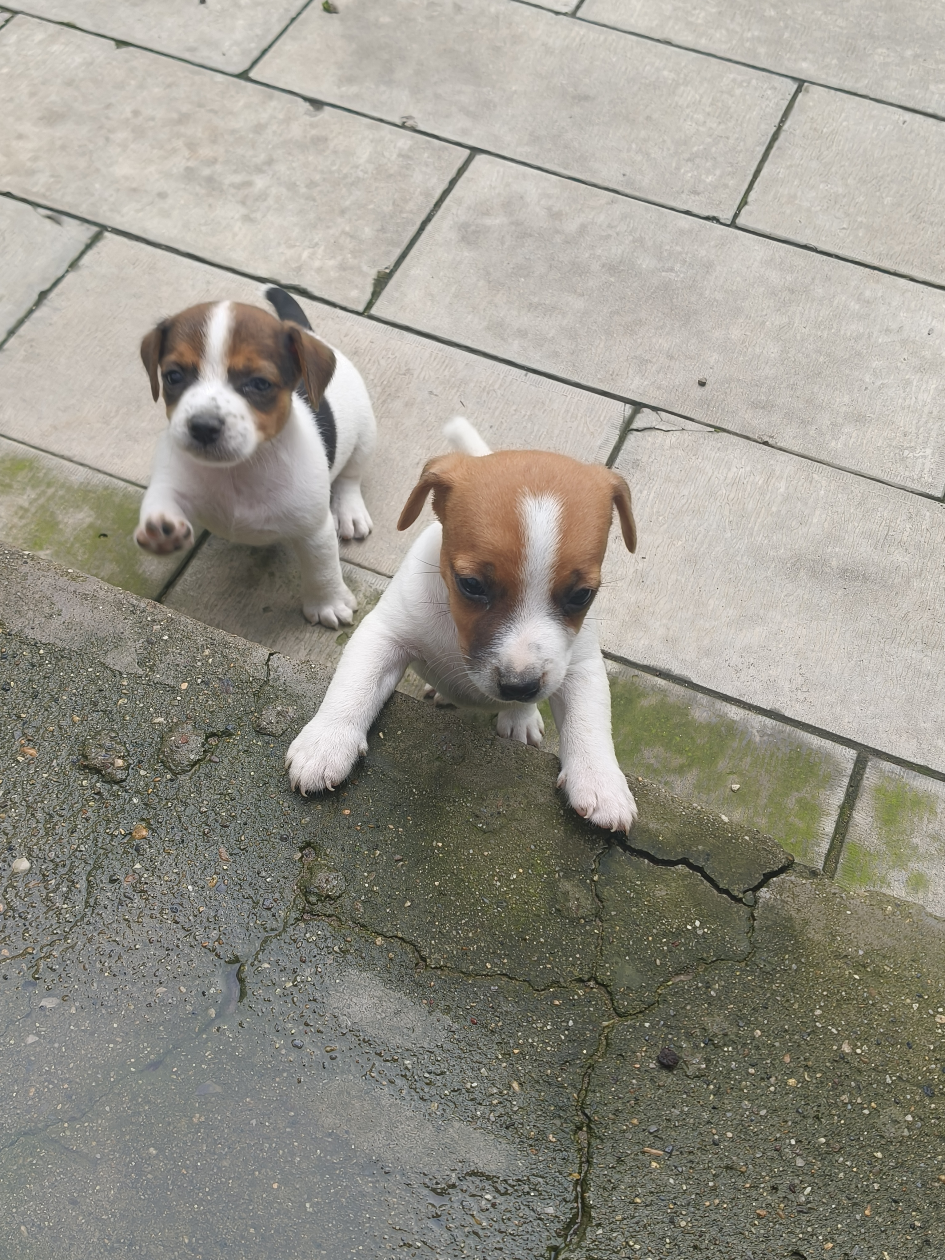 杰克罗素梗幼犬，健康可爱，喜欢的私聊